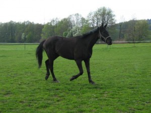 Obrazek
